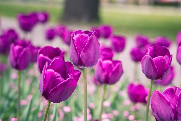 『生肖』7月喜鹊叫不停，喜事扎堆来，事业有贵人帮的3生肖