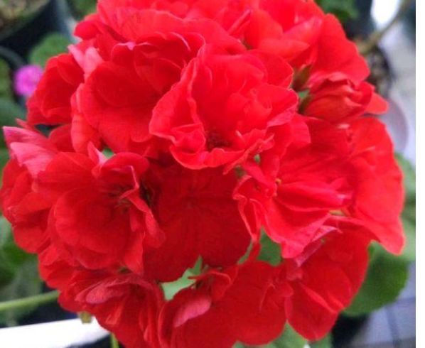 双鱼座▲2周后，爱恨随意，誓不回头，3星座绝情离去，旧爱追悔莫及