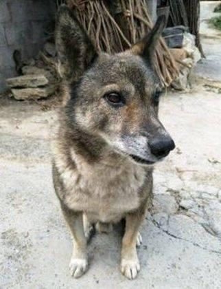 谢晋|1993年，他带狗参演谢晋的《老人与狗》，2年后人狗皆枪毙