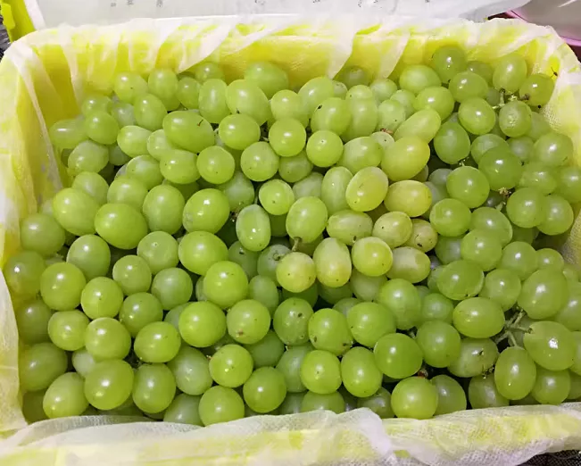 葡萄|白露之后,吃葡萄要注意,尤其是这件事千万别干