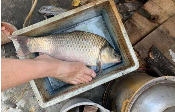 甘肃|广州钓鱼人珠江钓获“鲫鱼王”，重6斤，却不能吃？