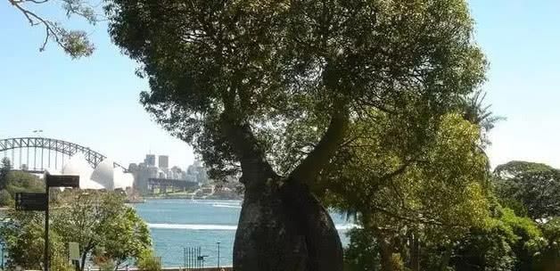 「干旱」沙漠里的“生命之树”，能存2吨水，移植到我国就却成了这样！