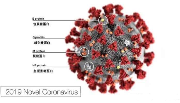 科学家▲新冠病毒到底是从哪里来的？为何能在人类流行？科学得结论