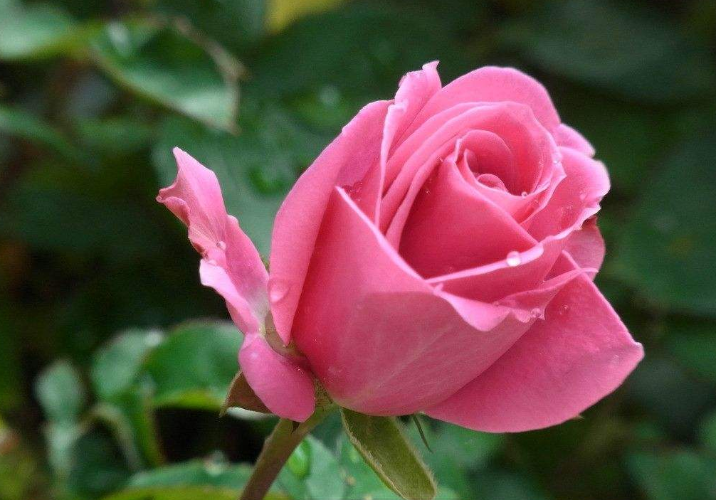 #生肖#喜鹊叫，3生肖不为财发愁，好运连连，接“大喜”步步高升