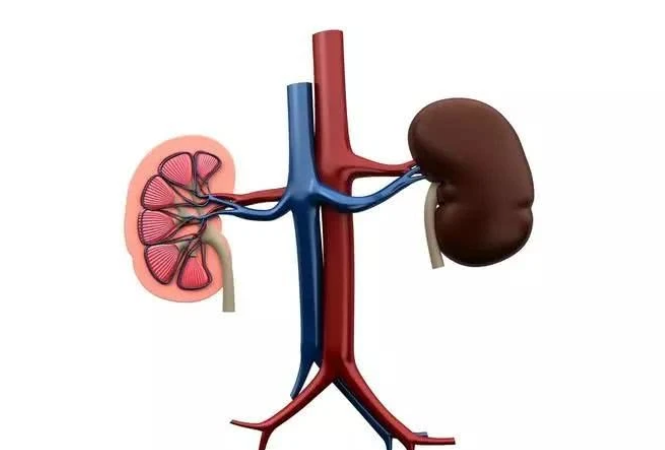 [排毒]早起这3种表现，说明你的“肾”透支了，一个不占，那恭喜你