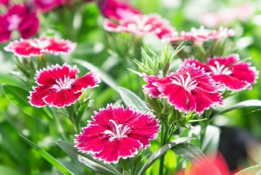 运势|9月下旬，4属相运势回升，事业顺利，横财大发，日子红红火火