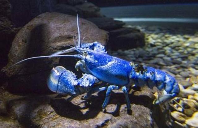 龙虾|世界上“最昂贵”的4种海鲜,第一名来自中国,价值上百万!