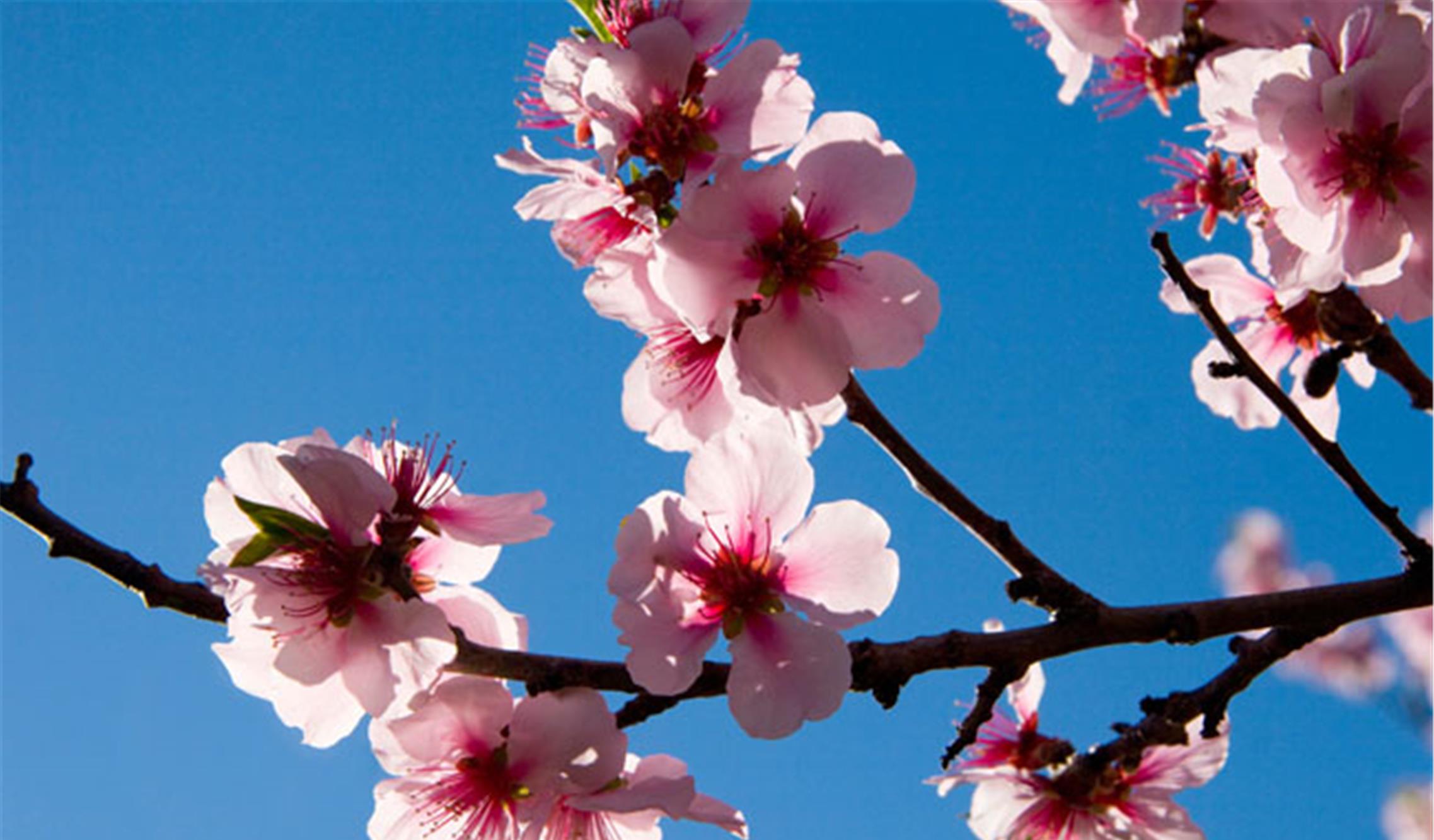 生肖|未来7天，相思如雨，旧爱归来，3星座柳暗花明，执手偕老