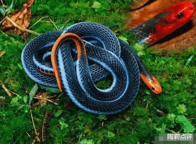 毒蛇|世界上最漂亮的毒蛇，虽然长相惊艳，却拥有罕见的特殊毒液