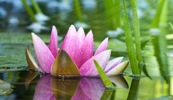 狮子座|3大生肖好运入宅,10天内横财如雨,收获大满贯