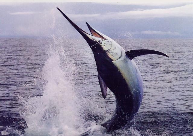 鲨鱼■为什么鲸鱼上下摆尾，鲨鱼却左右摆尾？哪种方式游泳效率更高？