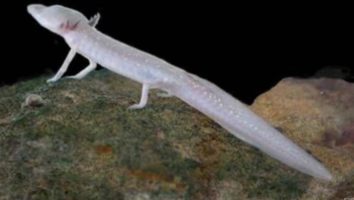 『』世界上真的有龙存在过么？