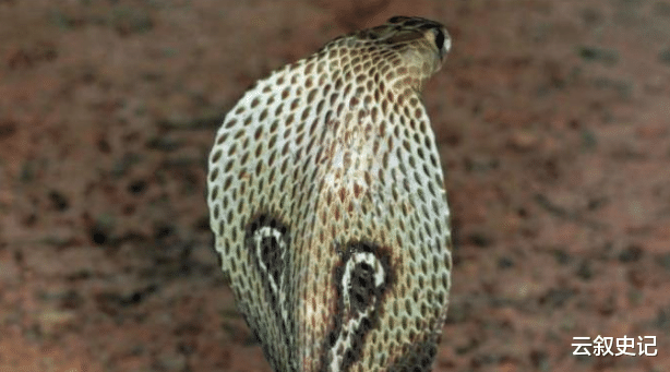 「眼镜蛇」如果眼镜蛇体内注入眼镜蛇的“毒液”,眼镜蛇会“毒发身亡”吗?