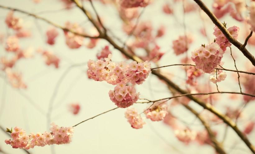 处女座|9月上旬，思念随风，桃花唱深情，有望被真爱肯定的4大星座