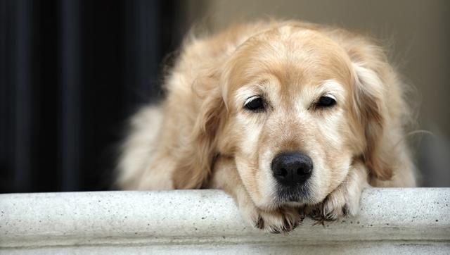 担心狗狗的肝病影响健康？了解肝病的相关知识，能更好地进行应对
