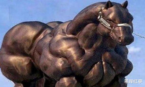 @动物界的“史泰龙”从来不用锻炼,肌肉壮硕如“猛虎”