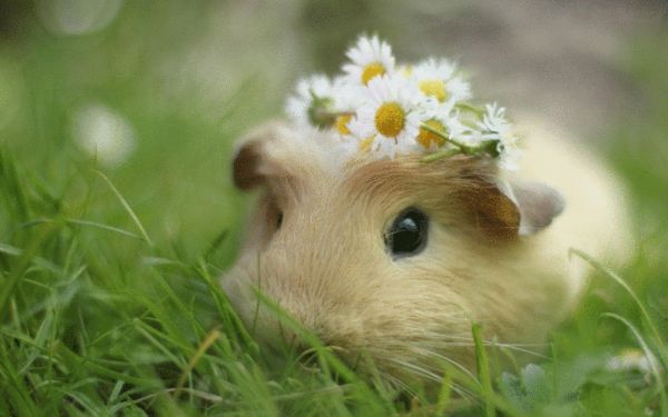 养的仓鼠认不认识主人