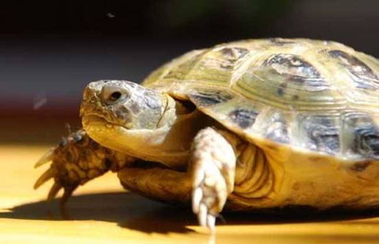 |还记得脖子长达80厘米的乌龟吗？三十年过去了，如今怎样了？