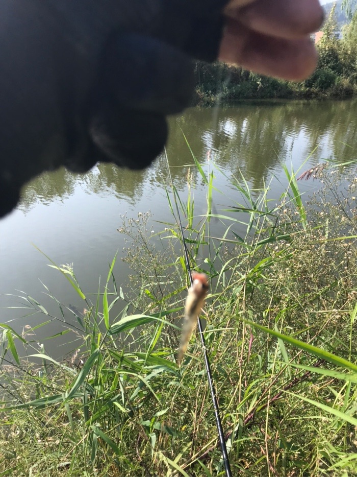 鲫鱼|早上鱼口不错\uD83D\uDC4D，可惜鱼杆断了