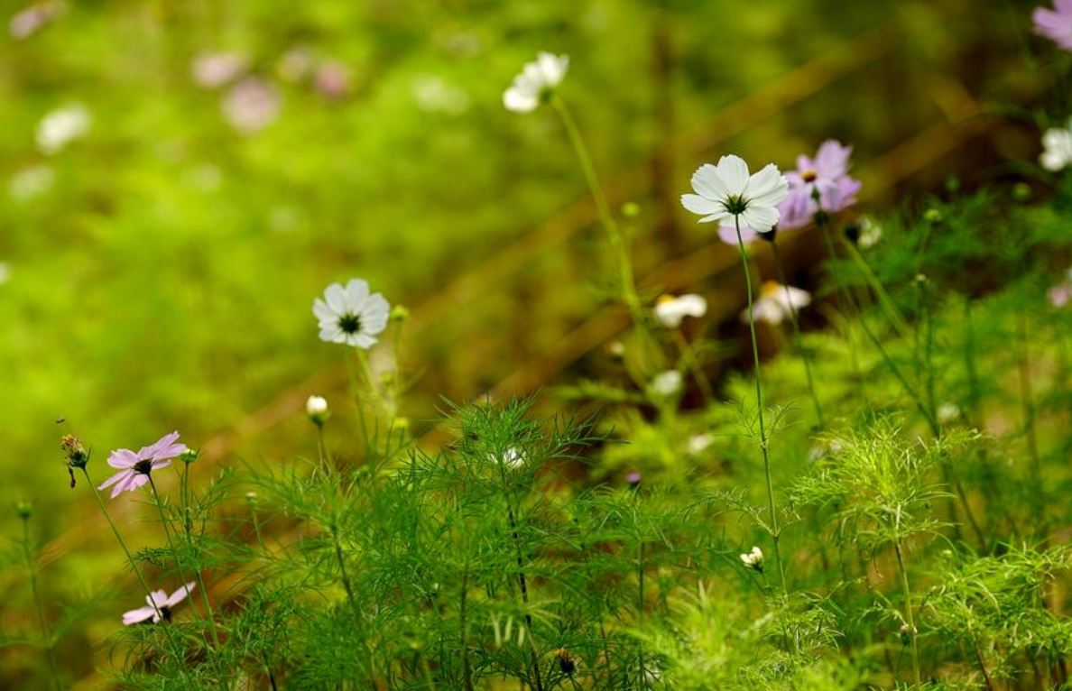 |4属相悄悄做富豪,1月下旬赚钱快马加鞭,2月地位高不可攀!