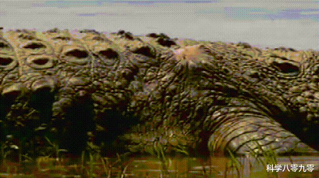 [巨鳄]传奇巨鳄古斯塔夫，10年杀300人，被机枪扫过，至今逍遥野外！