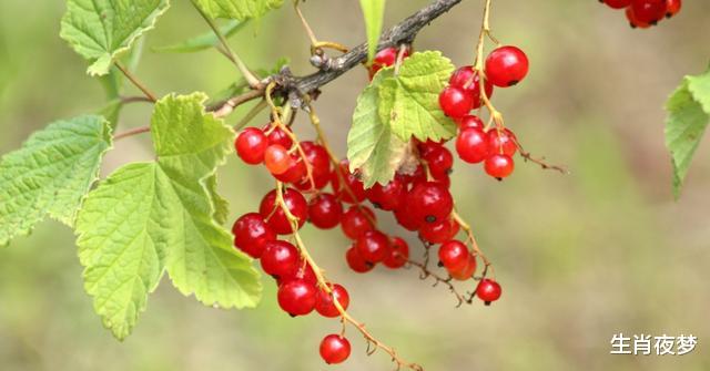 旧爱|8月，万千柔情，旧爱突袭，3生肖深情告白，世间风景，数你最美好