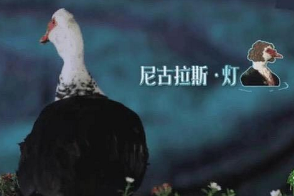 「王珞丹」王珞丹刚要退货，观众就发现小OH没活力，何炅也看出狗狗不对劲