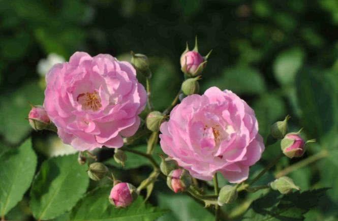 生肖|9月财神庇佑，财运升温，喜事一连串的四大生肖