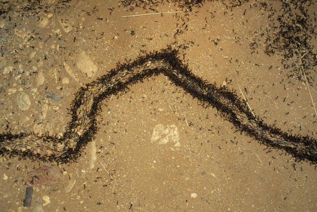 行军蚁|最大超过360米的蚂蚁死亡漩涡如何形成？蚂蚁转圈圈直到死亡