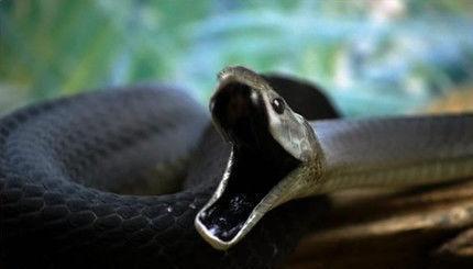 「眼镜王蛇」世界毒王排行榜，眼镜王蛇倒数第二，被第一名刺到，30秒便死亡