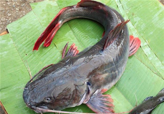 紫薯|它是被人误会最多的鱼，全身都是宝，比甲鱼营养，4块一斤没人买