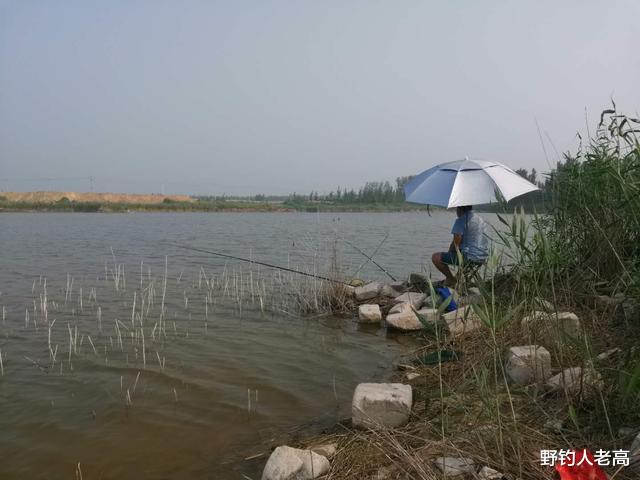 甲鱼|持证钓鱼想法虽好,如何实施是个大问题,窝在芦苇丛扬竿谁知道?