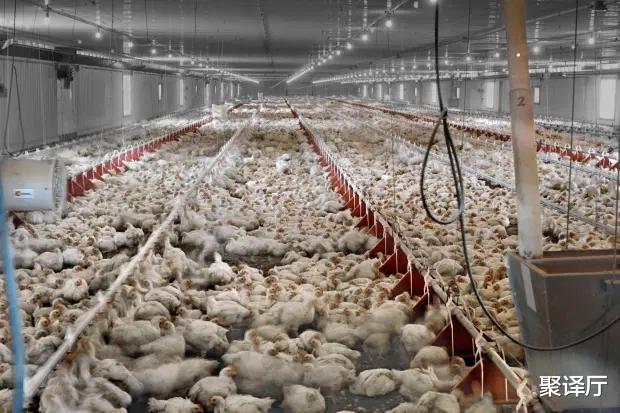 【】新冠病毒弱爆了？专家警告：“世界末日病毒”能杀死全球一半人口