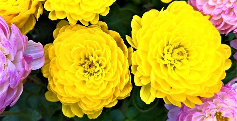 吉星|7月横财临门，事业一路发，家旺事业兴的四大生肖