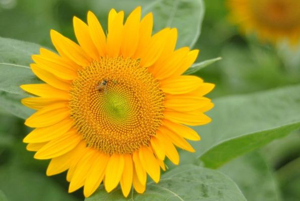 生肖|能吃是福，“超级大胃王”的4大生肖，看看是你吗