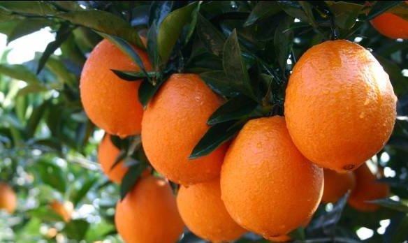 #水果#孩子因吃水果确诊白血病,医生再次提醒:这三种诱人水果别再吃了