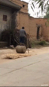 鳄鱼|“到底是鳄鱼出了轨,还是鲶鱼劈了腿...”哈哈哈钓上来了啥玩意?