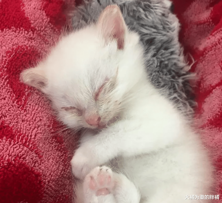 女子救下小猫却不想养，临走时说了一句玩笑话，1个月后还是养了