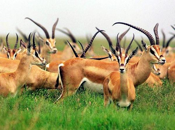 藏羚羊：为何生物界交配时间最长的动物是它？最少要21天，还是近危动物！