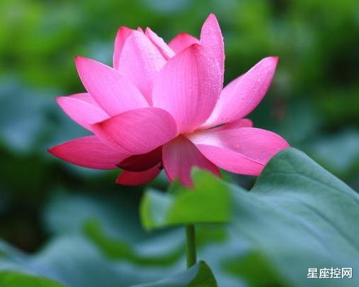 |几月出生的人，心眼不大，福气却大，前有光明大道，后有贵人撑腰