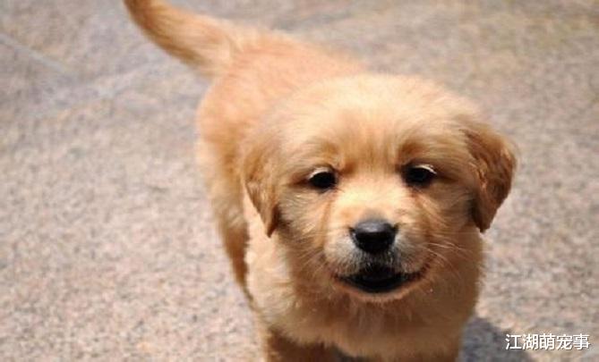 ‘暖男’的金毛也有6个缺点，你能忍受吗？