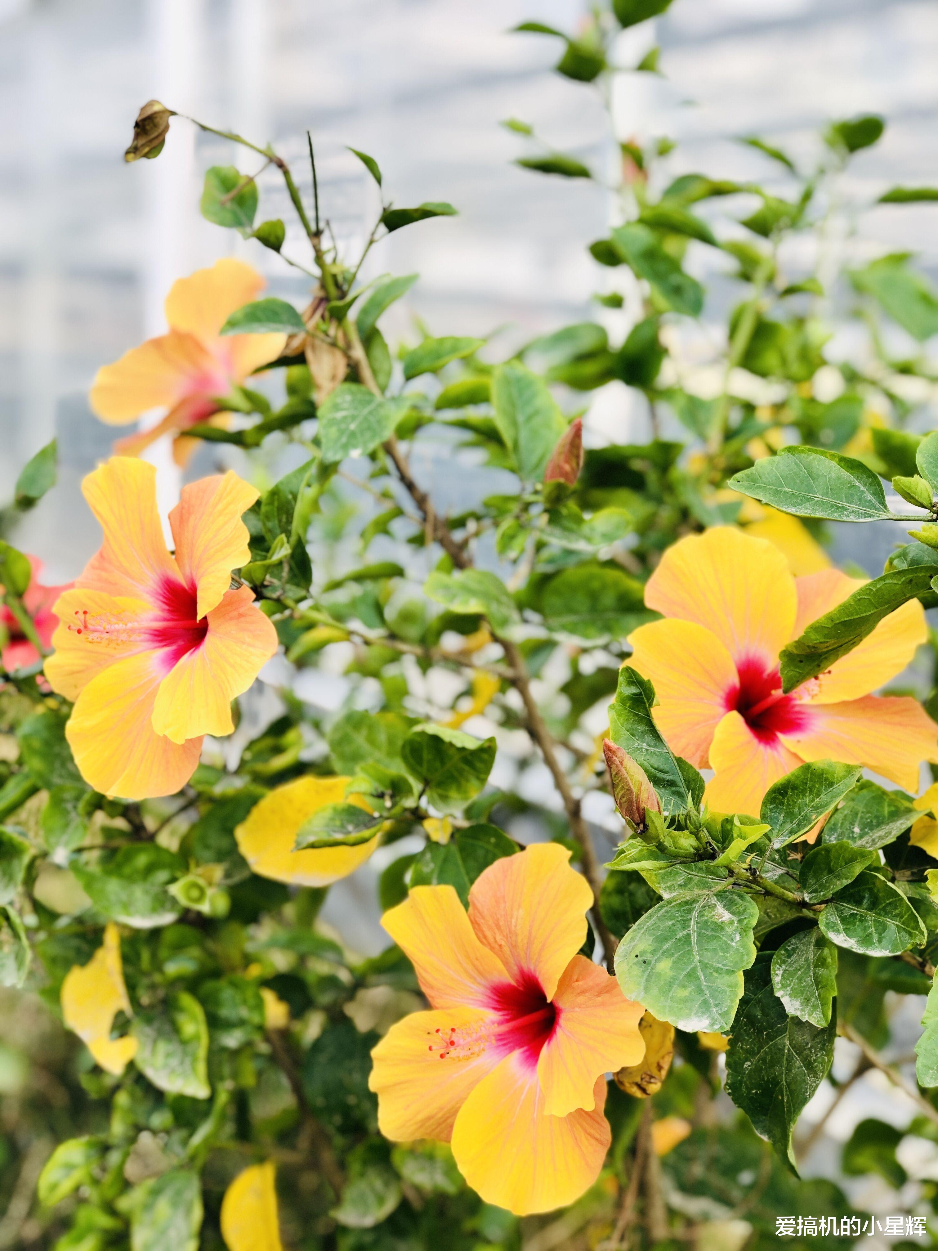 小米科技|小米10上手4个月心得：优点是真的多，说没缺点那是假的