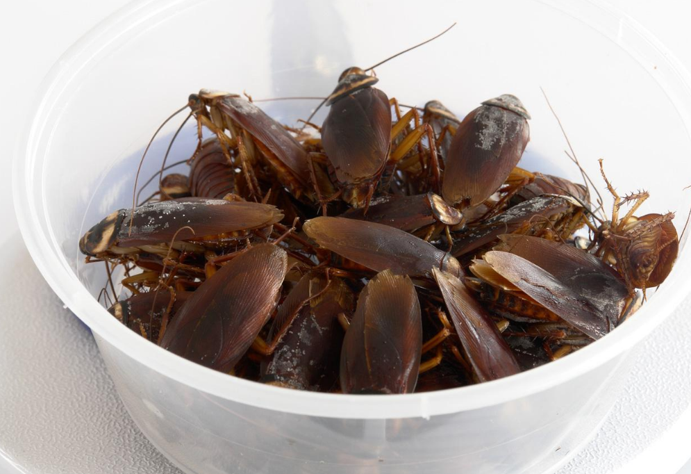 []为什么不能让蟑螂从地球上消失？它们灭绝的后果，我们承担不了