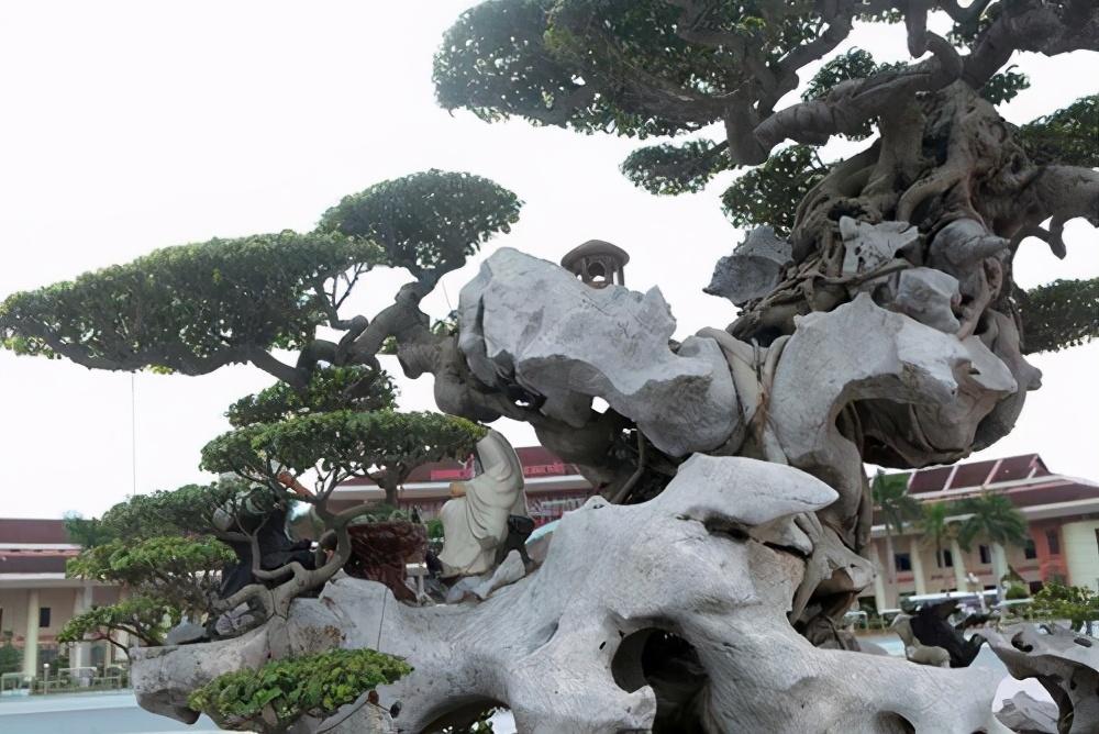 睹图|男子将古树与石头结合制作成盆景,如今有人出价87万都不卖