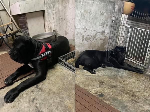 10个月的狗宝宝热情撒娇却遭嫌弃，主人：它忘记自己60公斤了