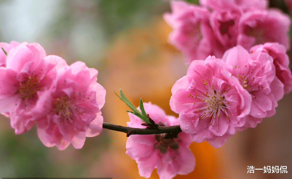 「生肖」6月下旬容易有意外财富,财运运势顺风顺水,3生肖福旺心情棒