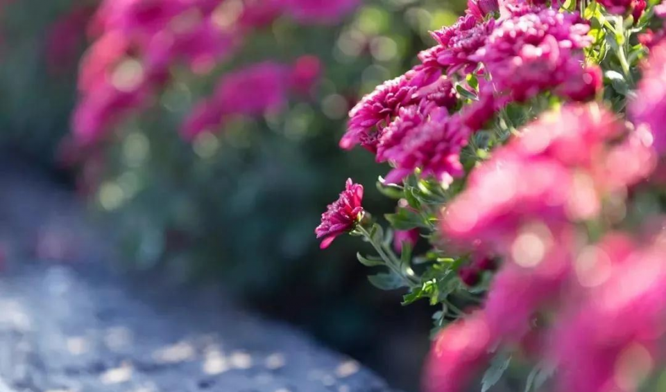 运势|穷不到10月30号，11月开始，4生肖财神爷点大名，天天开口笑不停