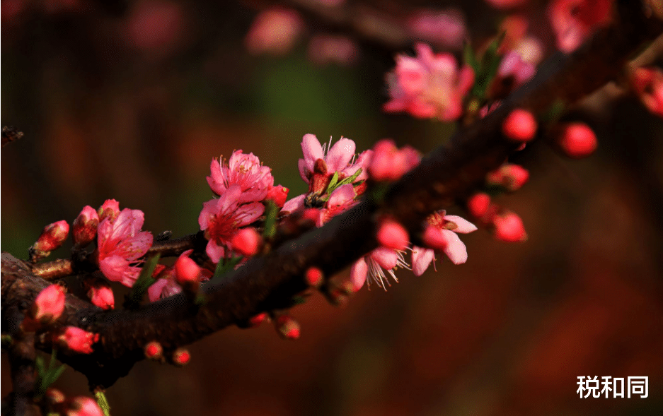 生肖|报喜：半年之内财运遍地开花，4大生肖日进斗金，生活扬眉吐气