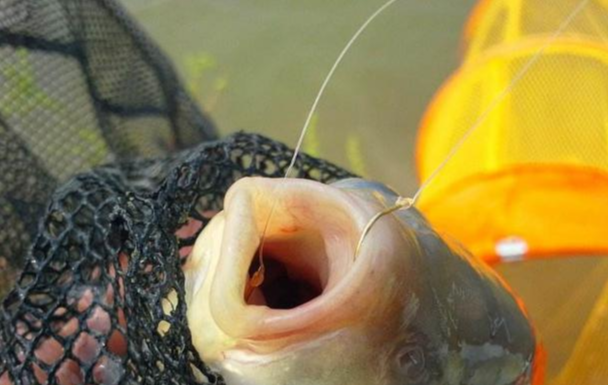 饵料|江河钓鱼别担心钓不到鱼，“面饵”的制作和用饵技巧全在这里了！