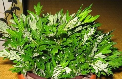 「近视」3种食物“击败”子宫毒素,坚持吃一周,子宫跟新的一样